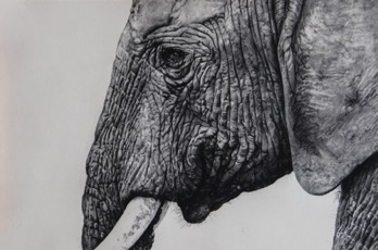 UNTITLED (elephant)
polymer print 375 x 565 mm edition 40
£280